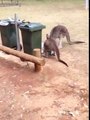 Kangaroo gets head stuck in a bag of chipsCredit: ViralHog