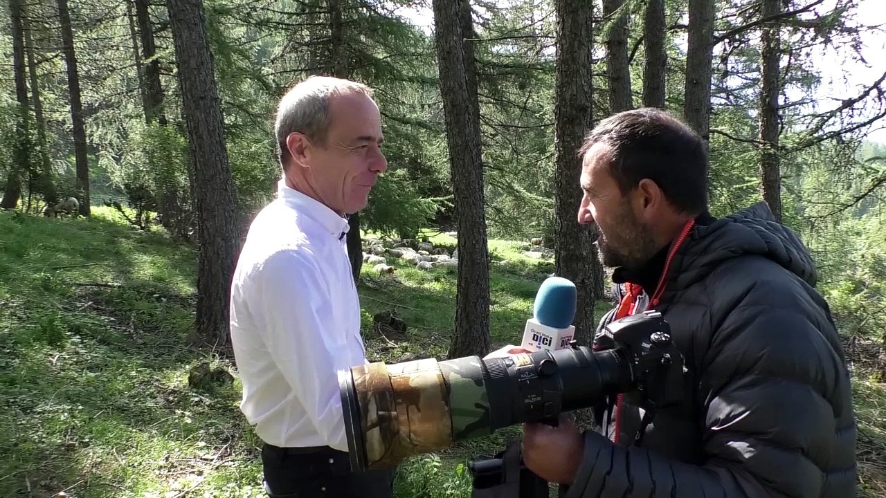 Hautes-Alpes : un jeune chevreuil s'installe au milieu d'un troupeau de brebis