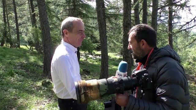 Hautes-Alpes : un jeune chevreuil s'installe au milieu d'un troupeau de brebis