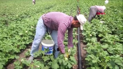 Balıkesir Bamya Çiftçide 3, Tezgahta 15 Lira Hd