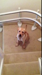 Tierno cachorro se desliza por las escaleras