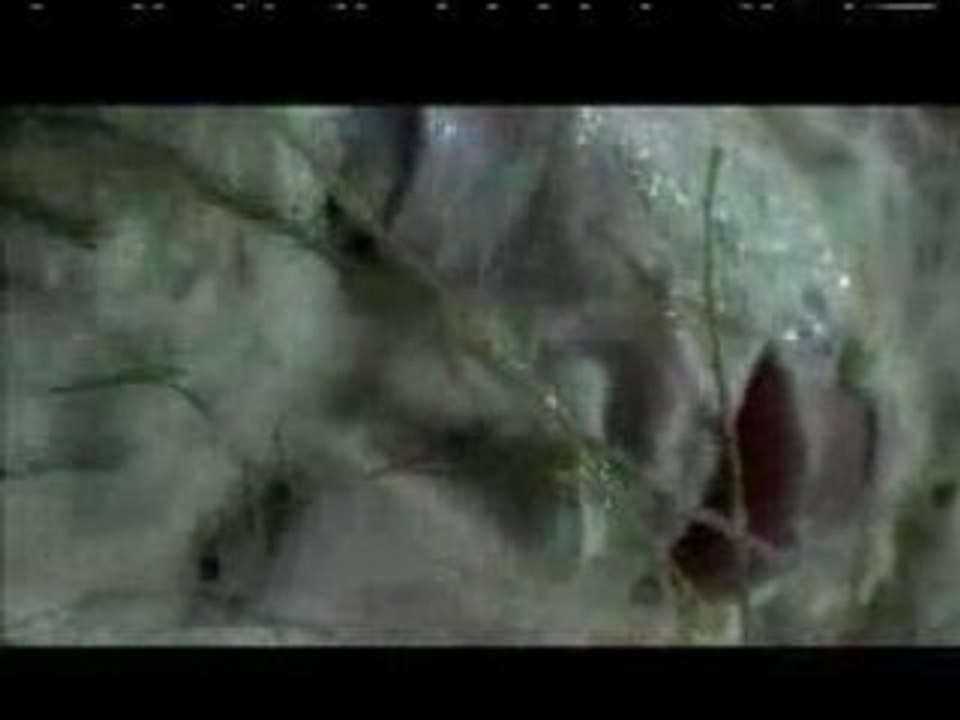 BJÖRK - where is the line