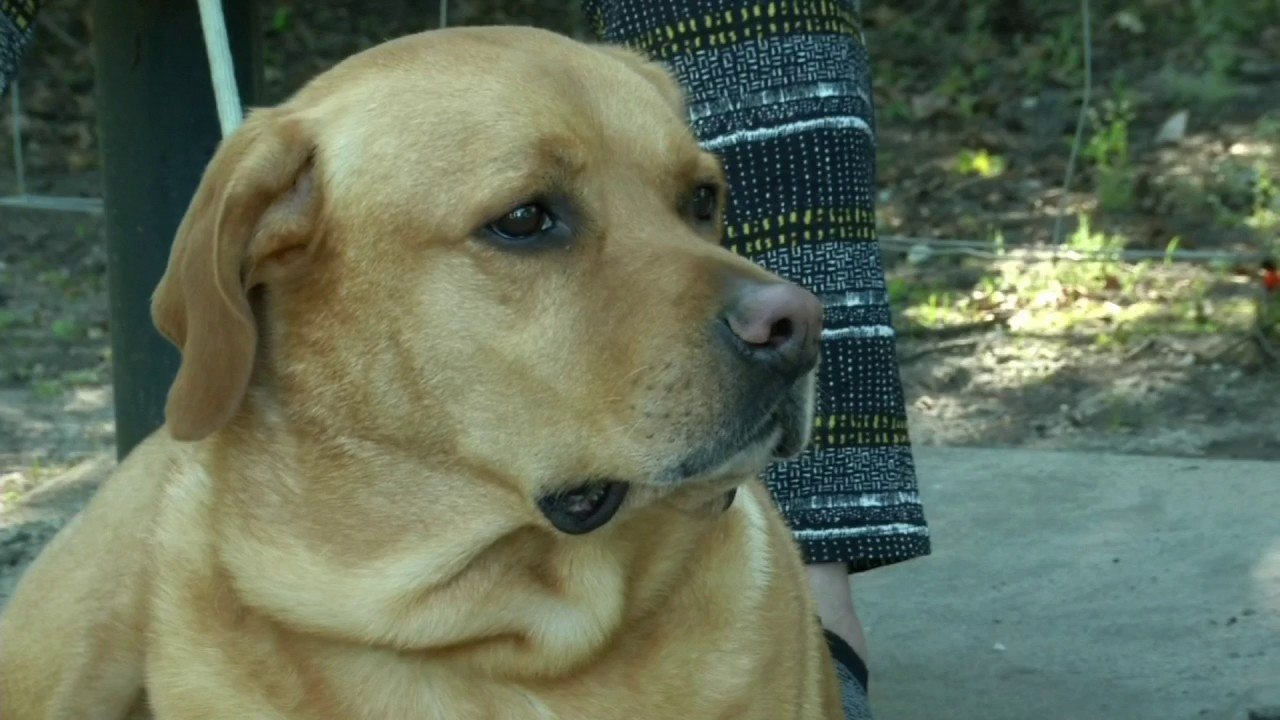 Ces simples gestes pour protéger votre chien de la chaleur 