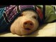 Sleeping Pig Wakes Up for a Cookie !