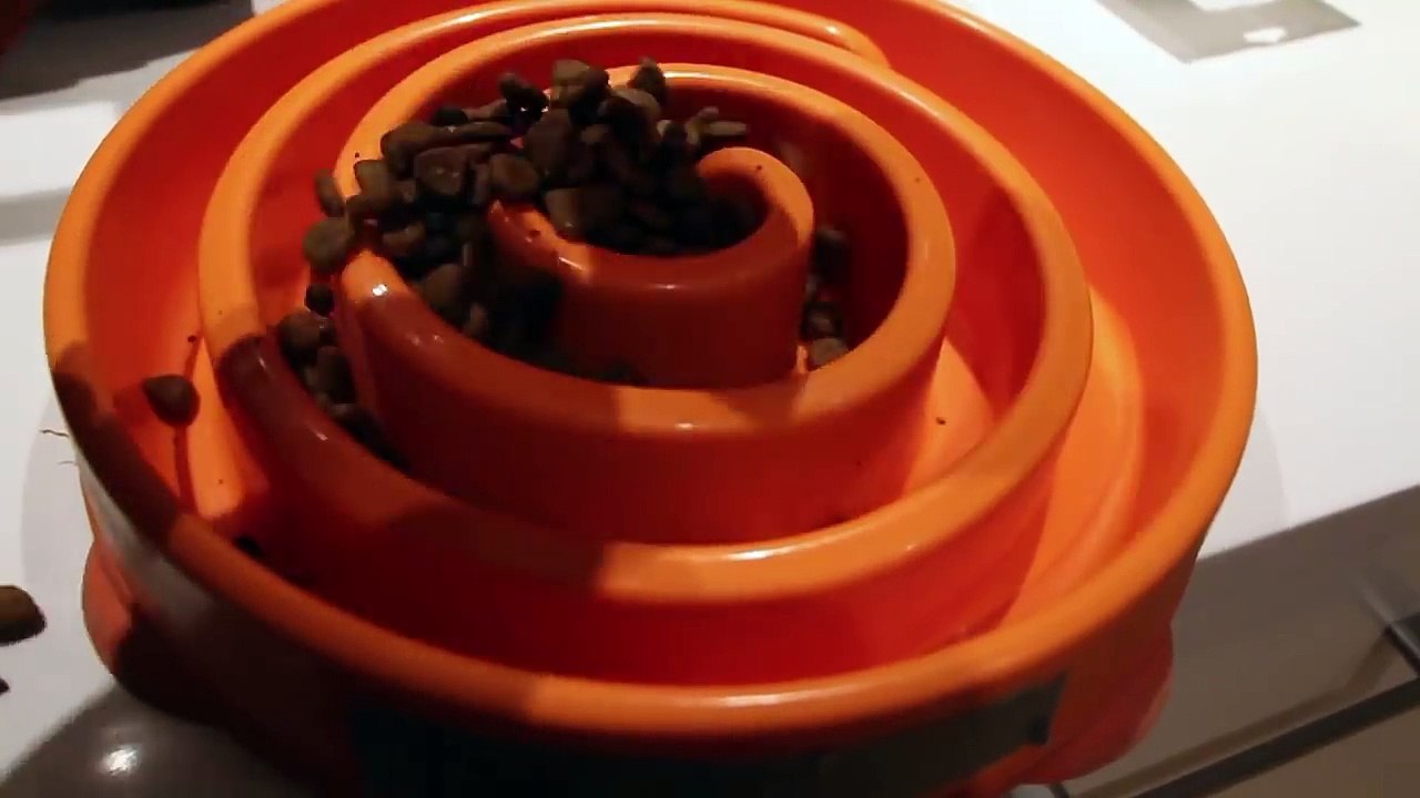 Des Golden retriever qui ont faim et grandissent !