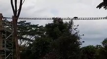 MONKEY BUSINESS: Macaques crossing the rope bridge over Mandai Lake Road, which was installed to help animals living in trees move across safely. (Video: Man