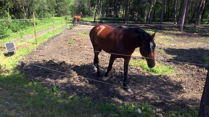 D!CI TV : le domaine équestre de l'Ubaye inauguré