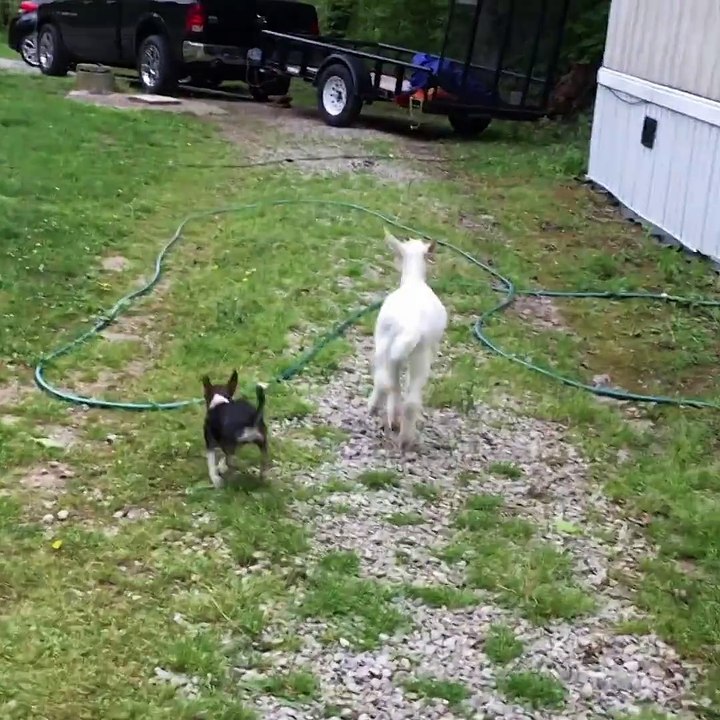 Dogs vs Stairs  