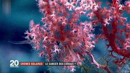 Crèmes solaires : le cancer des coraux ?