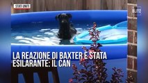 Usa, fa il bagno in piscina ma viene scoperto: il cane “chiede scusa