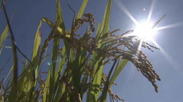 쌀 대신 논에 사료용 벼 재배 어떤가요? / YTN