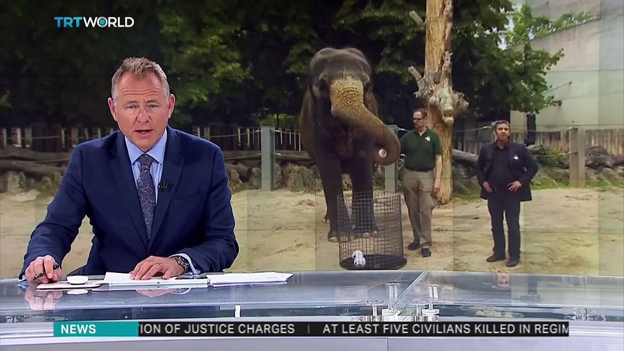 « Zella », l’éléphant mystique Allemand prédit que le Sénégal sera champion du monde