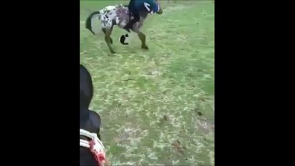 Un chat c'est plus fort qu'un cheval... Si si!!!