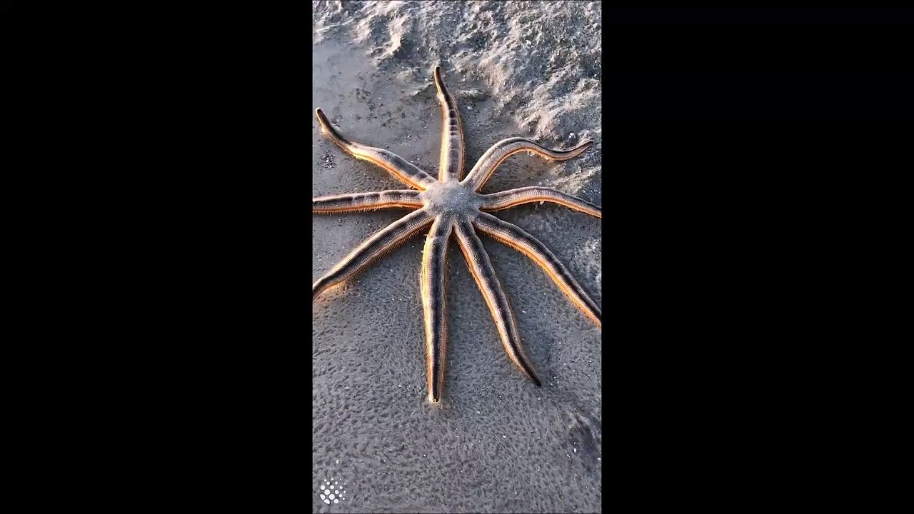 Cette étoile de mer est juste MAGNIFIQUE