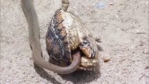 Un serpent tente de dévorer une tortue de l’intérieur mais attendez la fin