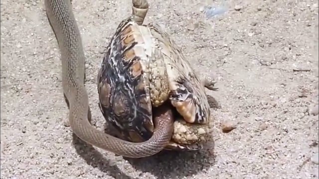 Un serpent tente de dévorer une tortue de l’intérieur mais attendez la fin