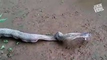 Ce serpent n'aurait pas du manger tout ces oeufs