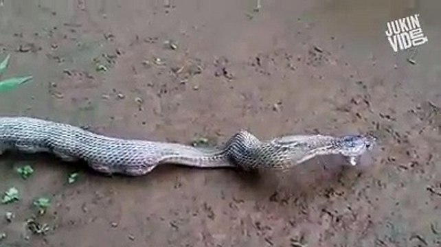 Ce serpent n'aurait pas du manger tout ces oeufs