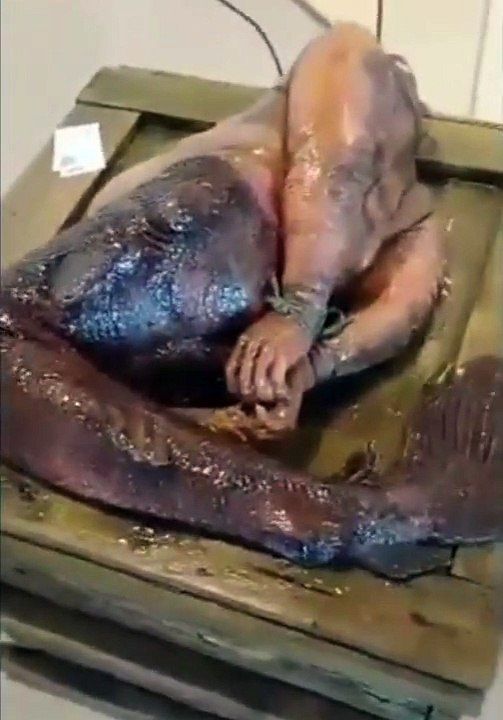 MEZCLA ENTRE PEZ FEROZ, HUMANO Y SIRENA