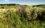 Grizzly Cauldron Return of the Gray Wolf  National Geographic Nature Documentary ANIMAL DOCUMENTARY