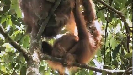 GREEN Palm Oil Deforestation)  Documentary by Patrick Rouxel ANIMAL DOCUMENTARY