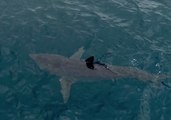 Shark Hunts Seal Off San Diego Coast