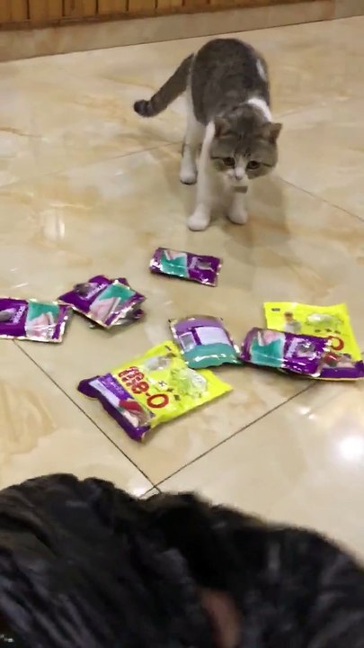 when cat weight loss