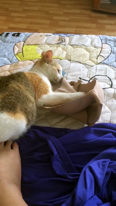 cat put on bra