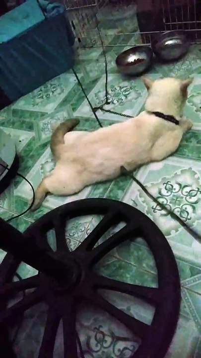 disobey cat