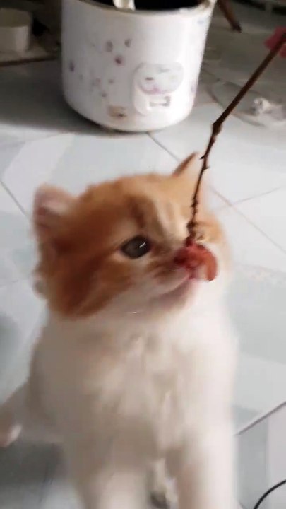 cat playing with cord
