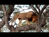 Lions seeking Food on Top of Tree