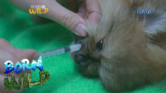 Born to Be Wild: Doc Ferds saves a Pomeranian puppy