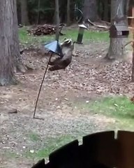 Raccoon Climbs Bird Feeder