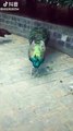 Chinese people believe seeing a peacock spreading its tail will bring good luck. We wish you luck after seeing this video! (Source: Douyin)