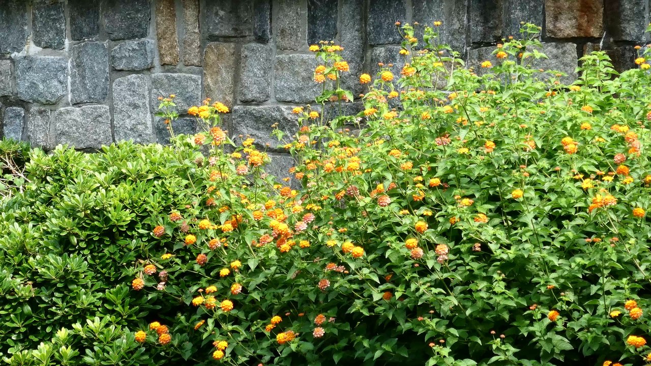 Fountain