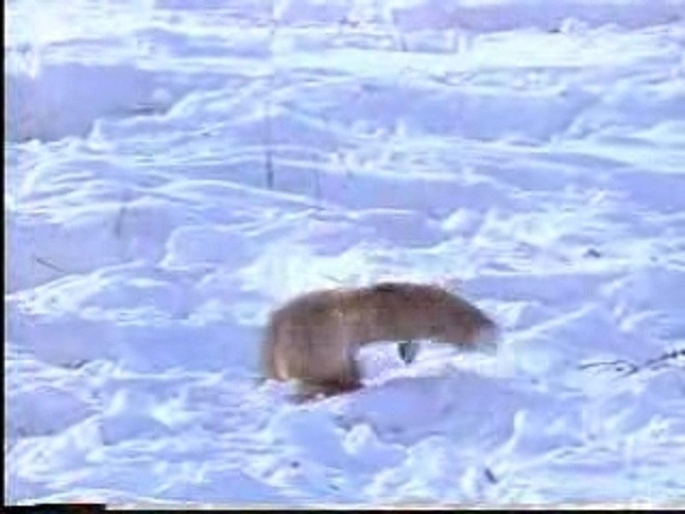 Vos_in_winter