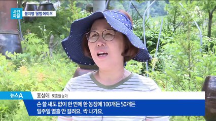 [사건파일]불치병 ‘토종벌 에이즈’ 주의보