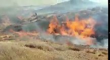 #شاهد | القناة 14 العبرية: فيديو للحريق الذي اندلع في كيبوتس بئيري بفعل بالون حارق .