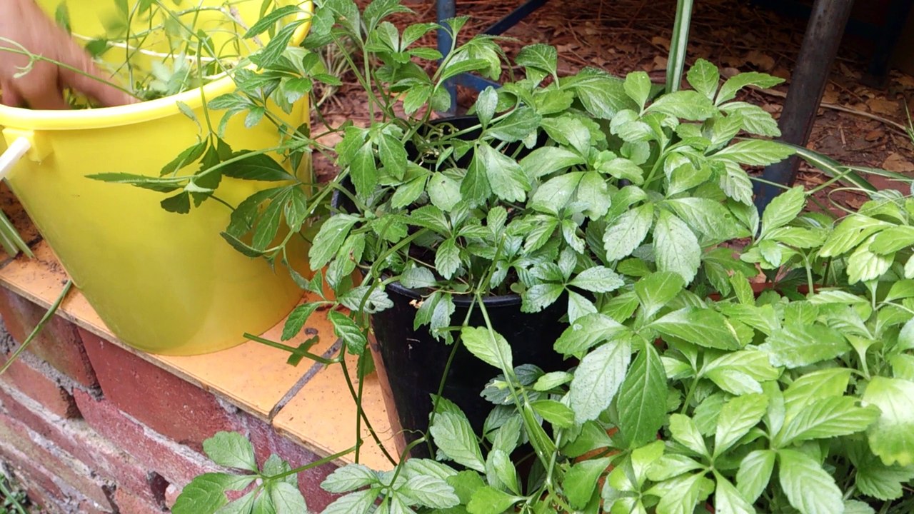 Unsere Ernte vom Kraut der Unsterblichkeit