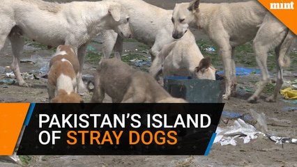 Pakistan's island of strays dogs