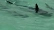 Man Spots Ten Hammerhead Sharks Below His Boat in Oahu, Hawaii