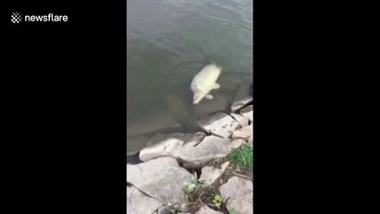 Angler amazed to see fishy friend following his catch