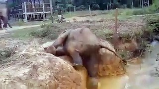 Elephant save child elephant!!!