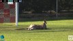 Surréaliste : un kangourou interrompt un match de foot