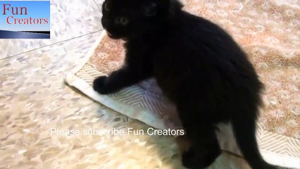 Funny Cats and Kittens Meowing latest 2018