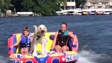 These dogs on boats are hilarious
