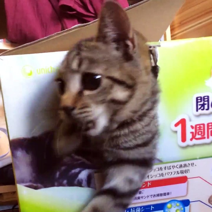 When a cardboard box is the best toy ever