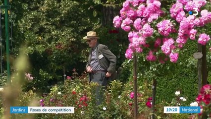 Fleurs : compétition de roses à Bagatelle