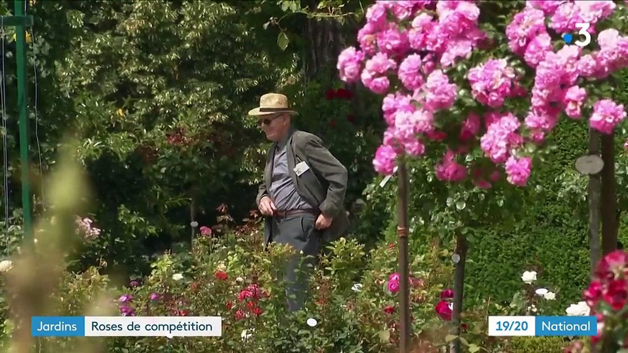 Fleurs : compétition de roses à Bagatelle