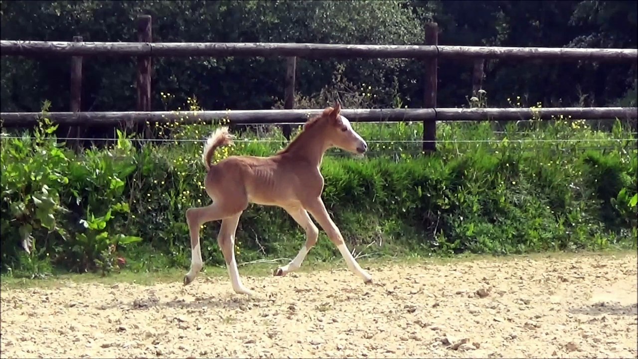 Ikarye des Edènes 3j